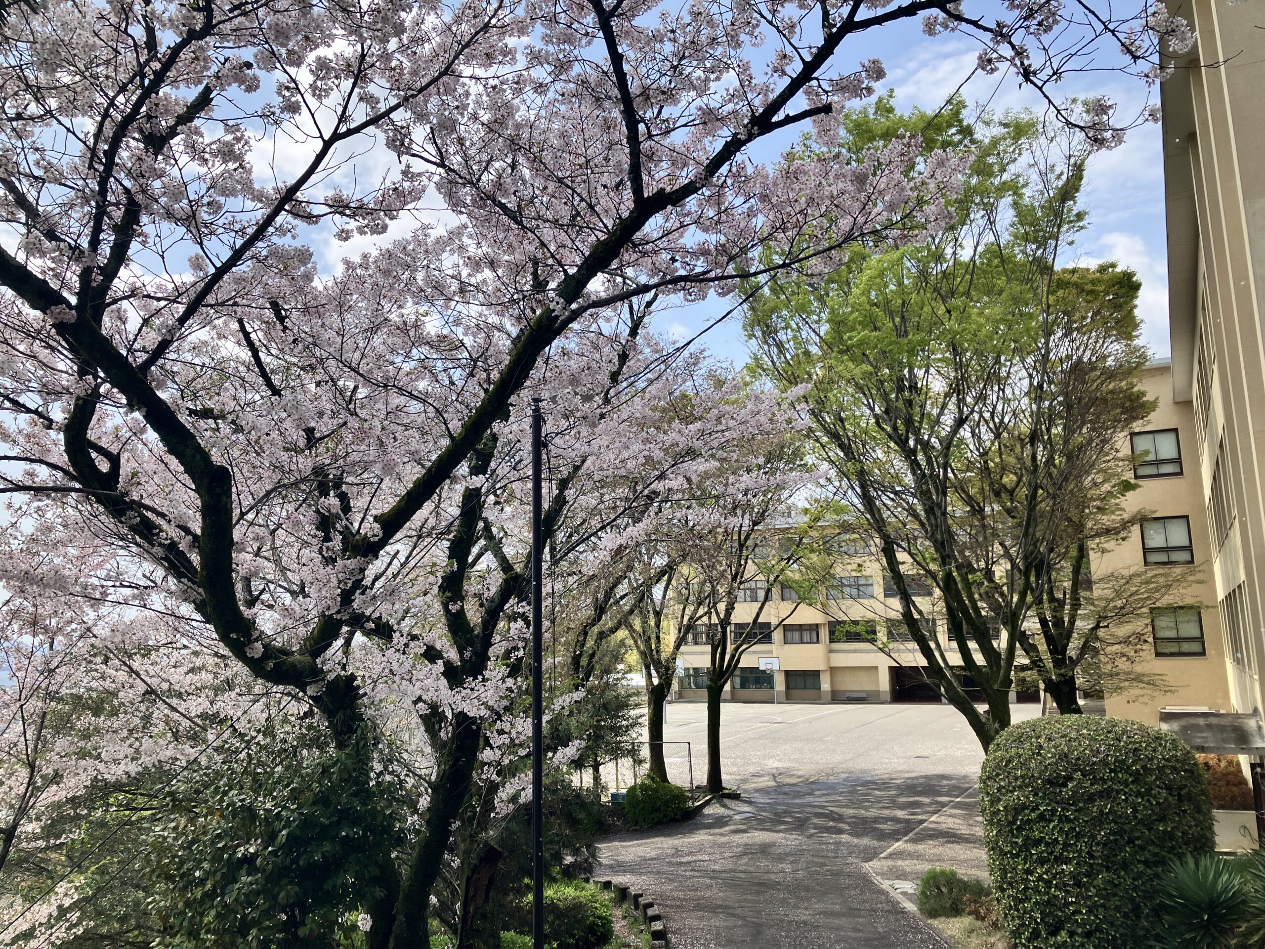 花に嵐のたとえもあるぞ - 広島学院中学校・高等学校